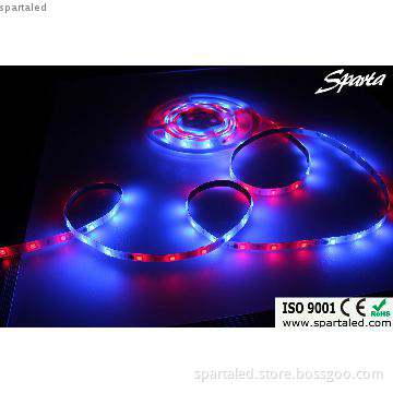 SMD5050 LED strip light 60leds/m with IP20